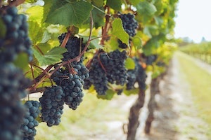 Close up of dark wine grapes on branch enjoying the summer